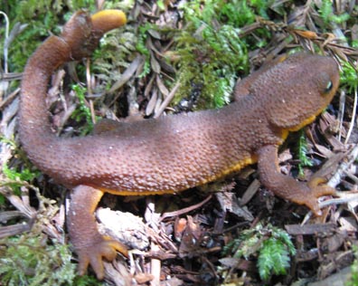 California Newt